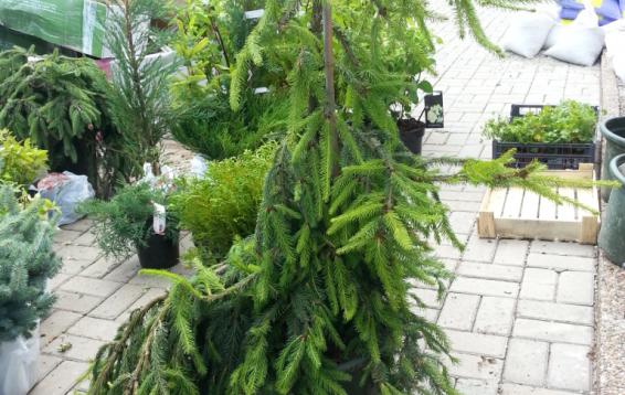 Ель обыкновенная Инверса (Picea abies 'Inversa'). Плакучая, медленнорастущая разновидность ели, рост которой зависит от высоты прививки или способа подвязки. Дерево 6 - 8 м высотой, с узкой, неравномерно развитой кроной. Диаметр кроны 2 - 2,5 м. Годичный прирост составляет 15 - 20 см. Хвоя темно-зеленая. Морозоустойчива.