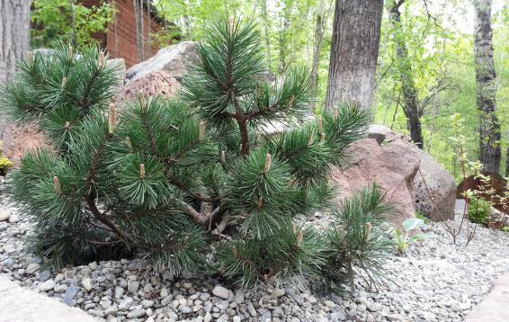 Сосна горная Мугус (Pinus mugo var.mughus). Карликовый шаровидный кустарник. Диаметр кроны до четырех метров, высота - около трех метров. Ежегодный прирост составляет 10 см в высоту и 12 см в ширину. Морозостойка. Устойчива в городских условиях.