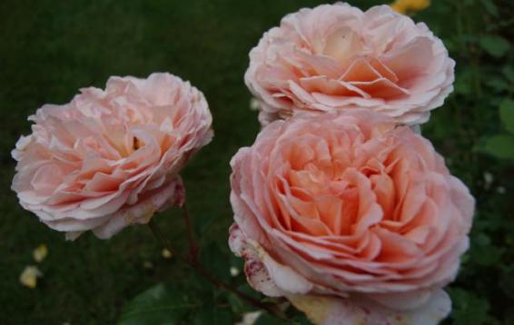 Английская роза Abraham Darby  (DAVID AUSTIN)