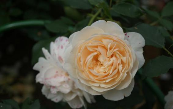 Английская роза (DAVID AUSTIN)