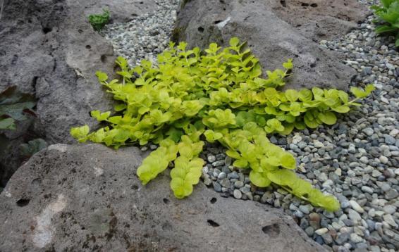 Вербейник монетчатый Аурея ((Lysimachia nummularia ''Aurea'')  Цветение июнь-август. Солнце, полутень. Морозостойкий. Может расти на заболоченных почвах. Растение обладает некоторыми лекарственными свойствами (способствует