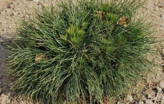 Сосна горная Варелла (Pinus mugo 'Varella'). Оригинальная карликовая форма с шаровидной плотной кроной. Высота взрослого дерева  до полутора метров, ширина чуть больше метра. Годовой прирост до 10 см. Хвоя удлиненная темно-зеленая немного подкрученная. Молодые хвоинки короче взрослых, за счет этого получается эффект «ореола» вокруг кроны. Медленнорастущая. Морозостойка. Требуется притенение.