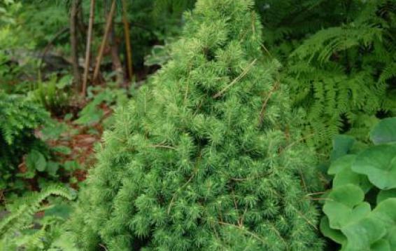 Ель канадская "Коника" (Picea glauca 'Conica'). Достигает высоты двух метров. До 10 или 15 лет прибавка в росте до 6-8 см в год. В дальнейшем интенсивность прироста снижается до двух - трех сантиметров в год. В диаметре ель может достигать 80 см. Укрытие от весеннего солнца ОБЯЗАТЕЛЬНО!