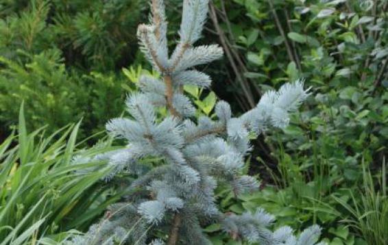 Ель колючая Хупси (Picea pungens 'Hoopsii'). Этот сорт считается самой ярко-окрашенной среди елей колючих. Отличается серебристо-голубой хвоей, конической, густой формой кроны и относительно небольшими размерами. Высота взрослого растения составляет 13-15 м, а диаметр достигает 4-5 м. Хвоя текущего года (прироста) - ярко-голубая, более старая хвоя - темно-зелено-голубого цвета. Ветви выдерживают тяжесть мокрого снега. Светолюбива, дымогазоустойчива, морозостойка.