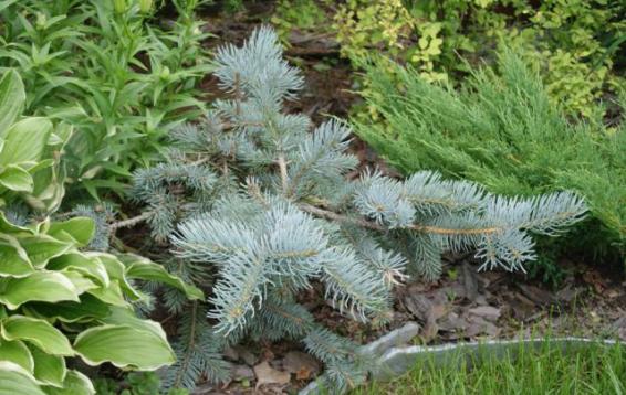 Ель колючая Глаука Пендула (Picea pungens 'Glauca pendula'). Форма искривлённая или строго прямая; нижние побеги косо свисающие, вышестоящие ветви сначала горизонтальные, позднее поникающие. Хвоя как у вида, но серебристо-серая, иногда голубовато-серая.