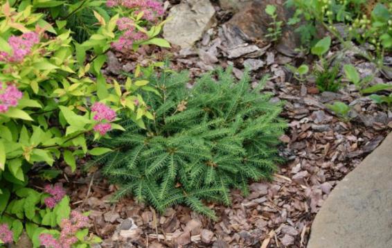 Ель обыкновенная Прокумбенс (Picea abies 'Procumbens'). Быстрорастущая карликовая форма ели обыкновенной, имеет широкую и плоскую крону. Диаметр кроны взрослого растения: 3 м.  Высота около 0.5 м. Ежегодный прирост в высоту 3-4 см, в ширину 10 см. Теневынослива, но лучше развивается при достаточном освещении. Переносит временное избыточное увлажнение. Морозоустойчива.