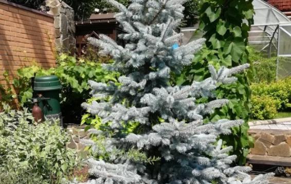 Ель колючая Ольденбург (Picea pungens 'Oldenburg') после зимы. Хвоя равномерно-длинная, ярко-голубая. Вырастает до 10-12 метров высотой и 4-5 метров шириной. Годовой прирост 30-50 см. в год. Морозоустойчива. Предпочтительно солнечное место для посадки, в тени насыщенный цвет иглы блекнет.