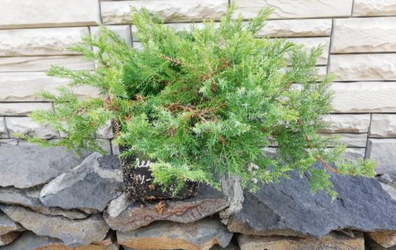 Можжевельник даурский Ленинград (Juniperus davurica Leningrad)
