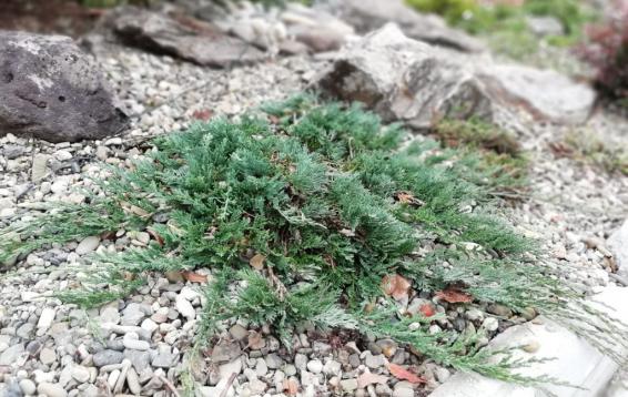 Можжевельник горизонтальный "Вилтони" (Juniperus horizontalis 'Wiltoni'). Прижатый к земле стелющийся кустарник до метра высотой. Хвоя зеленая или сизая, на зиму буреет. Довольно медленно растет, особенно в первые годы жизни. Зимостоек. Размножается семенами и черенками.