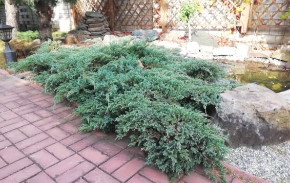 Можжевельник чешуйчатый "Блю спайдер" (Juniperus squamata 'Blue spider')