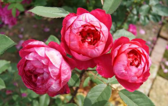 Английская роза (DAVID AUSTIN)