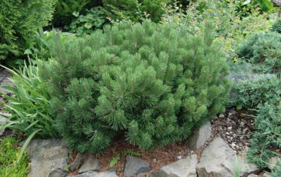 Сосна горная Мопс (Pinus mugo 'Mops'). Карликовый шаровидный кустарник.  Темно-зеленый, очень плотный ,неприхотливый, зимостойкий, нетребовательный к почвенным условиям. Годовой прирост 2-5 см в год, очень равномерный. Диаметр кроны до двух метров, высота - до полутора метров. Морозостойка. Устойчива в городских условиях.